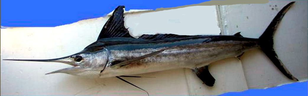 Tetrapturus albidus_03.jpg